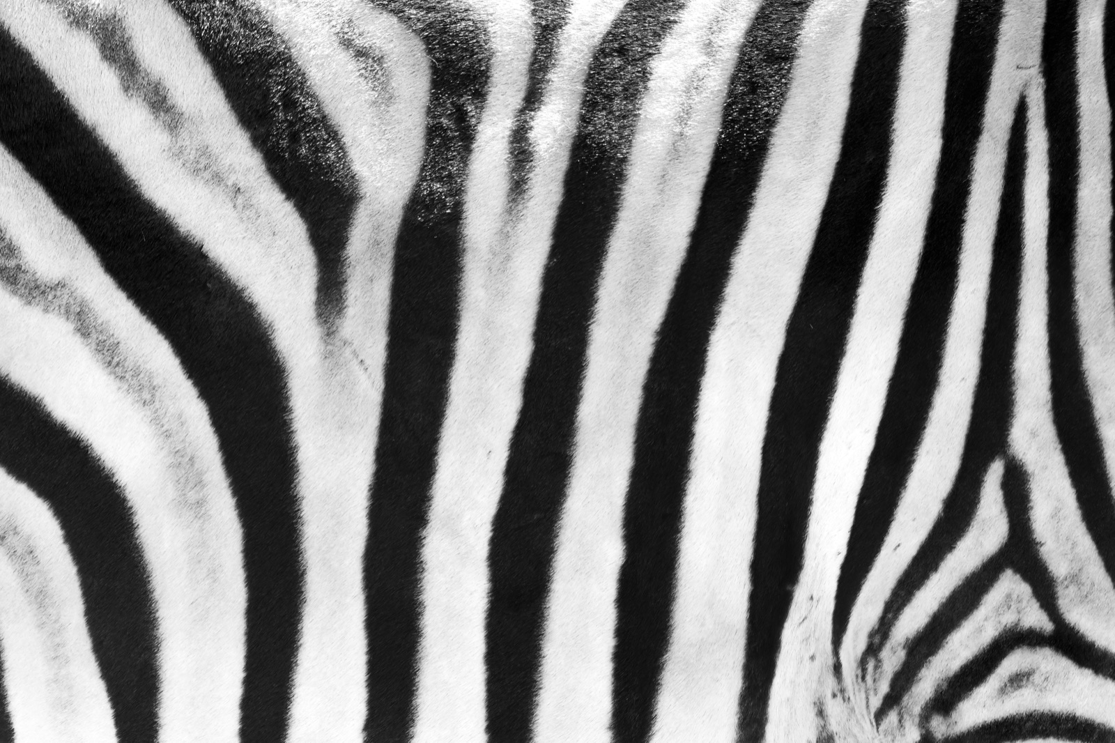 Close-up zebra hair patterns showing natural trait variation.